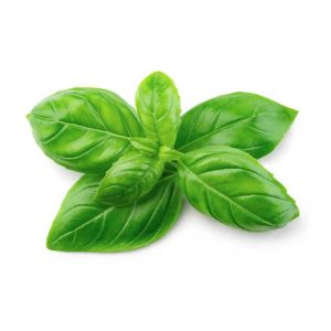 Basil - bunch