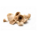 Oyster Mushroom - 250g pack