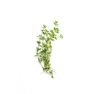 Thyme - bunch