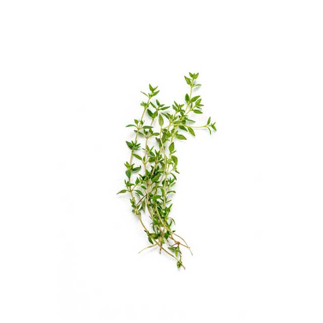 thyme-01